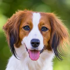 Lemon - Nederlandse Kooikerhondje