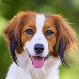 Lemon - Nederlandse Kooikerhondje