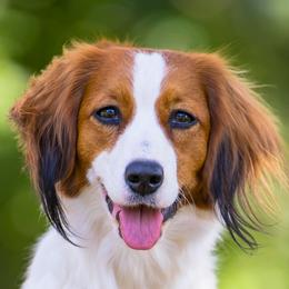 Lemon - Nederlandse Kooikerhondje