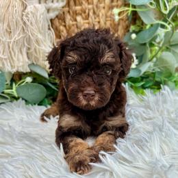 Brownie - Chocolate male Havapoo puppy in Dothan, Alabama from Snickerdoodles