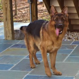 Nikolas - Black and red German Shepherd puppy in Clifton, Virginia from Von Haus Wisen Baker German Shepherds
