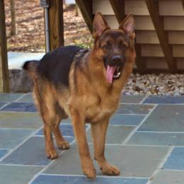 Nikolas - Black and red German Shepherd puppy in Clifton, Virginia from Von Haus Wisen Baker German Shepherds