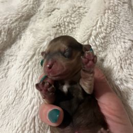 Dachshund Puppies from Monica’s Treasured Dachshunds