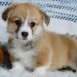 Fedra - Red female Pembroke Welsh Corgi puppy in Oswego, Kansas from Wind Dial Farm