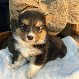 Full fluffy Boss - Black and white male American Corgi puppy in Decatur, Texas from Bar S Corgis