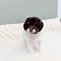 Maple - Chocolate female Australian Labradoodle puppy in Springfield, Ohio from Dawson & Daryn's Royal Companions