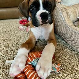 Boxer Puppies from Elevated Boxers