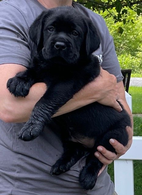 Red 2024 barn labradors