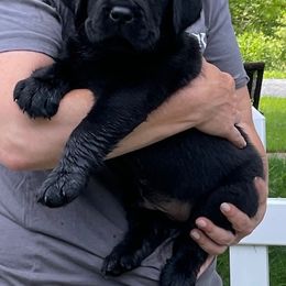 Labrador Retriever Puppies from Red Barn Farm Labradors - Made in Vermont