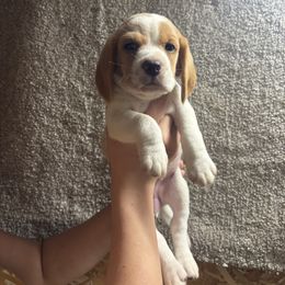 Neptune - Lemon and white female Beagle puppy in St. Cloud, Minnesota from Beagle Blessings