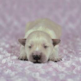 Halo - White female Miniature Schnauzer puppy in Ely, Nevada from Great Basin Miniature Schnauzers