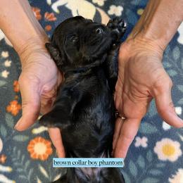 Brown collar boy - Black male Goldendoodle puppy in Fairfield, California from Twin Sisters Doodles