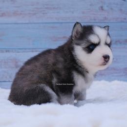 Fable - Gray and white female Pomsky puppy in Loxahatchee, Florida from Cardinal Point Pomskies