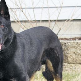 German Shepherds from Peachy Puppies