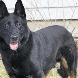 German Shepherds from Peachy Puppies