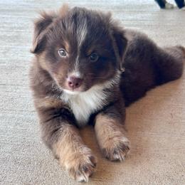 Valor - Red tri male Miniature Australian Shepherd puppy in Canton, Texas from Knockout Aussies & MAS