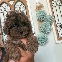 Lady Holly - Merle female Maltipoo puppy in Southern,, California from Maltipoo Tiny Pups & More