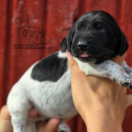 Girl 2 - Black roan female German Shorthaired Pointer puppy in China Township, Michigan from Snell's Superior Kennel Dobermann & GSP
