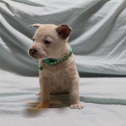 Infinity - Red mottled male Australian Cattle Dog puppy in Willamina, Oregon from Cherished Chihuahuas