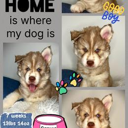 Canyon - Red and white male Siberian Husky puppy in Florence, Kentucky from Moonlight Howl Huskies