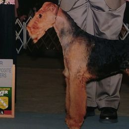 Airedale Terriers from Waggin-aire