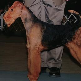 Airedale Terriers from Waggin-aire