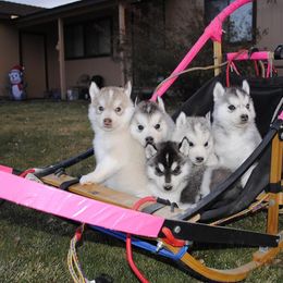Siberian Husky Puppies from Pachodi Kennels