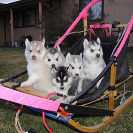 Siberian Husky Puppies from Pachodi Kennels