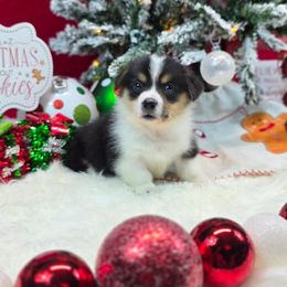 Charm - Black and tan female Pembroke Welsh Corgi puppy in Charleston, Arkansas from Hilltop Corgis