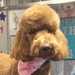 Poodles from Sipespawsomepoodles