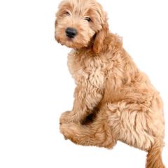 French Bulldog and Goldendoodle Puppies from The Pup Spot