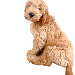 French Bulldog and Goldendoodle Puppies from The Pup Spot