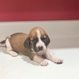 Lucy - Mahogany and white female Basset Hound puppy in Inman, Nebraska from Sandhill Hounds of Nebraska