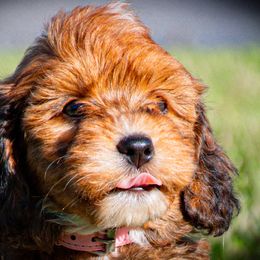 Bernedoodle Puppies from Bundren Farms