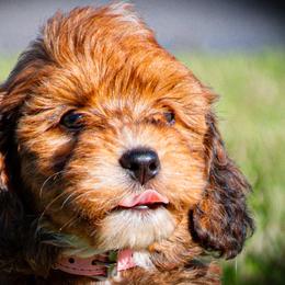 Bernedoodle Puppies from Bundren Farms