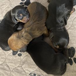 Dachshund Puppies from Wee-Lil Miniature Dachshunds