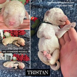 TRISTAN - Black Collar Boy - Cream male Poodle puppy in Charlo, Montana from Heavenly Hilltop Farm