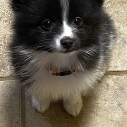 Pomsky Puppies from Perfect Pomskies