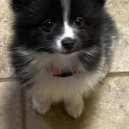 Pomsky Puppies from Perfect Pomskies
