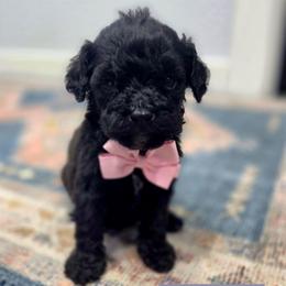 Stanley - male Cavapoochon puppy in Bullard, Texas from Cavapoochon Central LLC