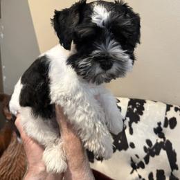 Miniature Schnauzer Puppies from R&T Tx Mini Schnauzers