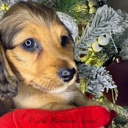 Onyx - Red male Dachshund puppy in Conway, Missouri from Ozark Mountain Kennel