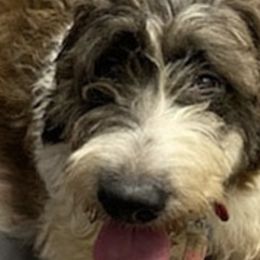 Beulah - Saint Berdoodle