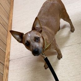 Australian Cattle Dogs from Southern Ark ACDS