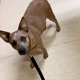 Australian Cattle Dogs from Southern Ark ACDS