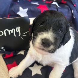 Stormy - Black and white female Aussiedoodle puppy in Eastland, Texas from H5 Mini Doodles