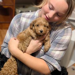 Green Boy - small mini straight-coated apricot - Red male Whoodle puppy in Kalispell, Montana from Countryman Whoodles