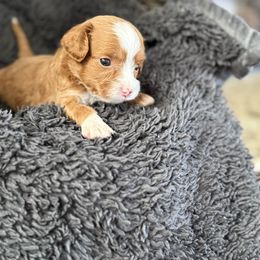 Peanut - Brown female Cavapoo puppy in Washington, Indiana from Sugarland Puppies