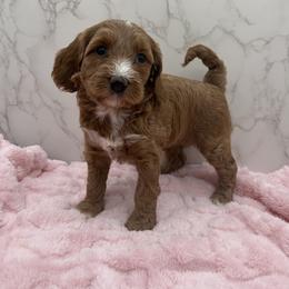 Violet - Red  female Goldendoodle puppy in Kansas City, Kansas from Bella & Ivy’s Mini Goldendoodles of KC