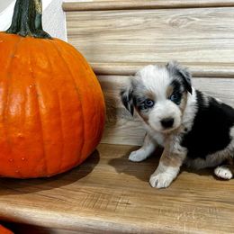 Girl 3 - Blue merle Miniature Australian Shepherd puppy in Fontana, California from Quality Mini Aussies of SoCal